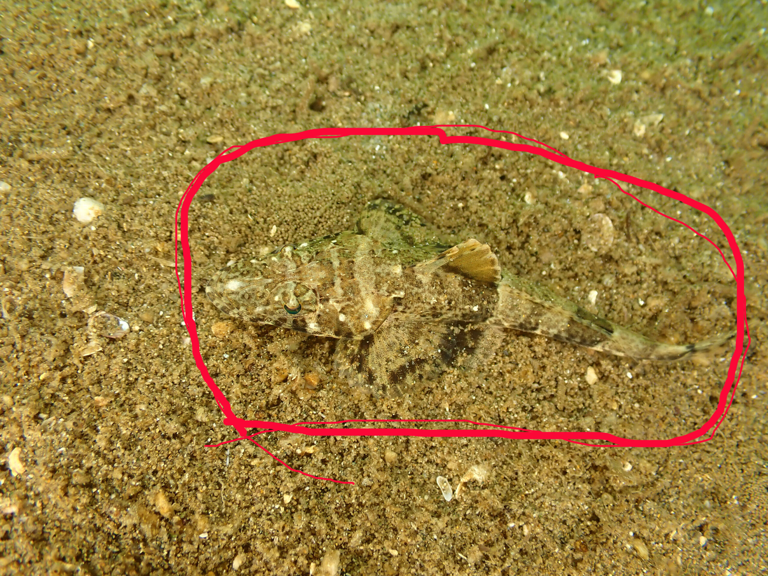 この魚が体長60センチ以上になるとは「マゴチ」