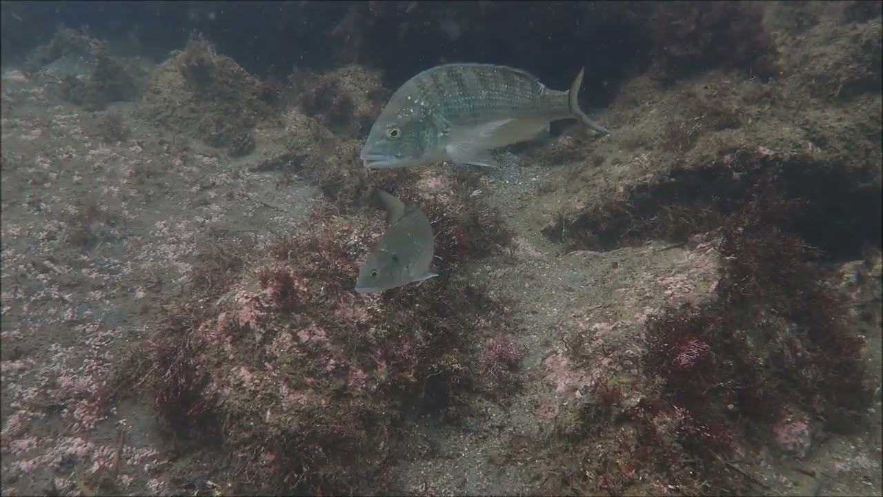 クロダイが逃げない