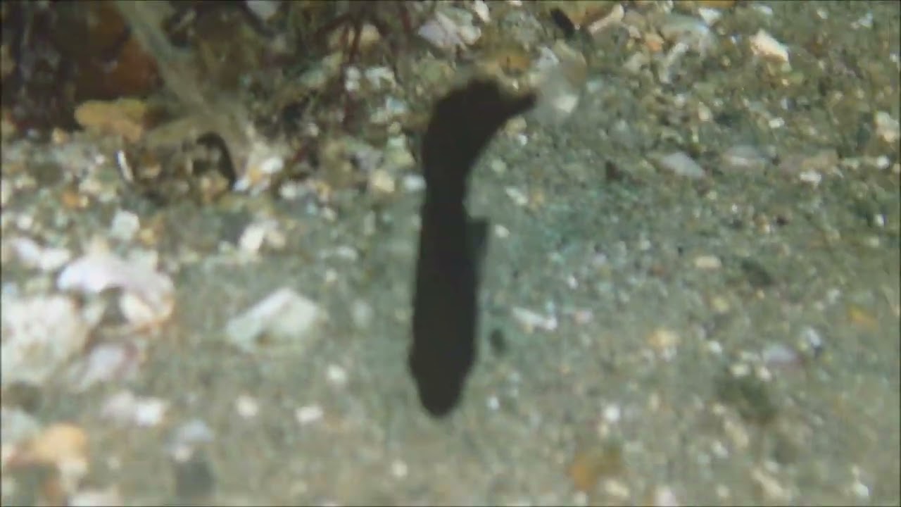 オオクチイシナギの幼魚　確実に見せることができます。
