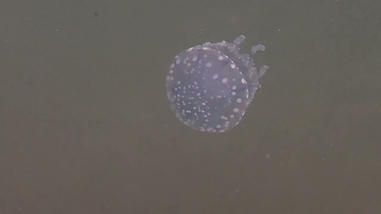 水族館かと思った。タコクラゲもちろん伏木国分海岸では初確認。