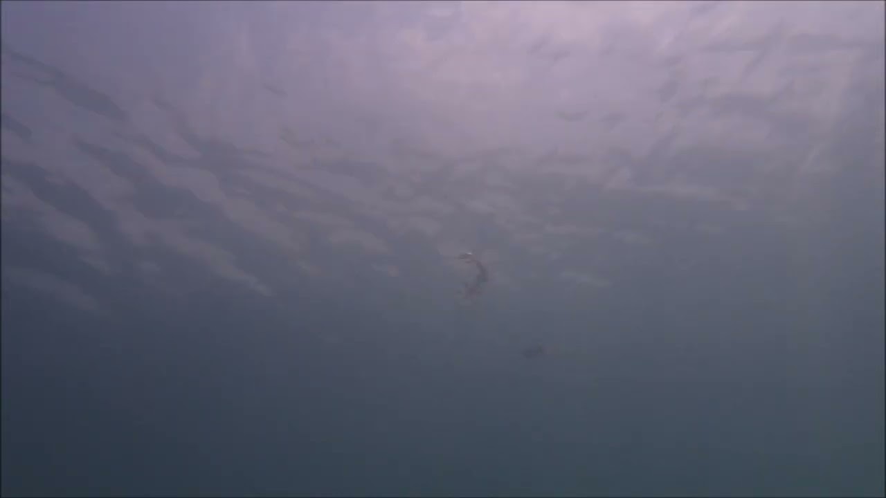 今年初確認「アオリイカ」しかし見にくい動画。すいません。