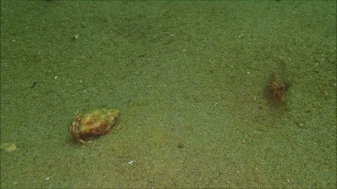 ヤドカリ　走る　走る　逃げる　逃げる