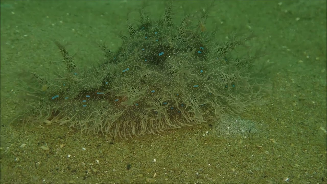 見れば見るほど気持ち悪いウミウシ　フレリトゲアメフラシ