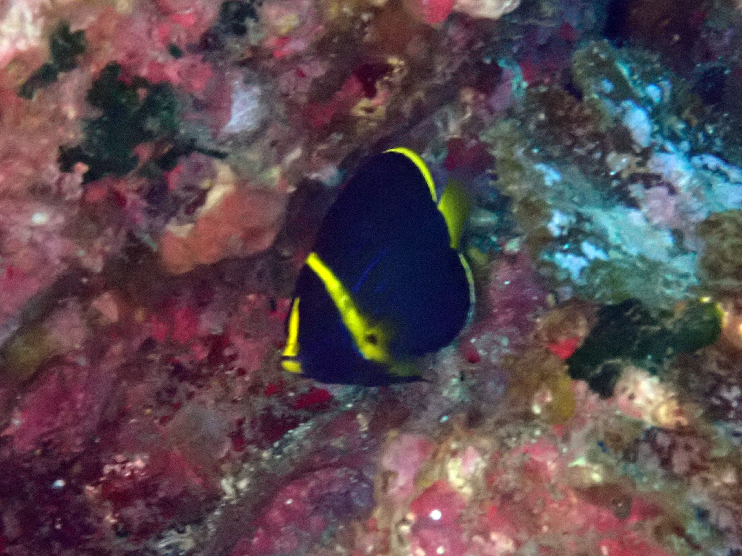 季節回遊魚「キンチャクダイ」地形の関係で伏木では見ることができない。