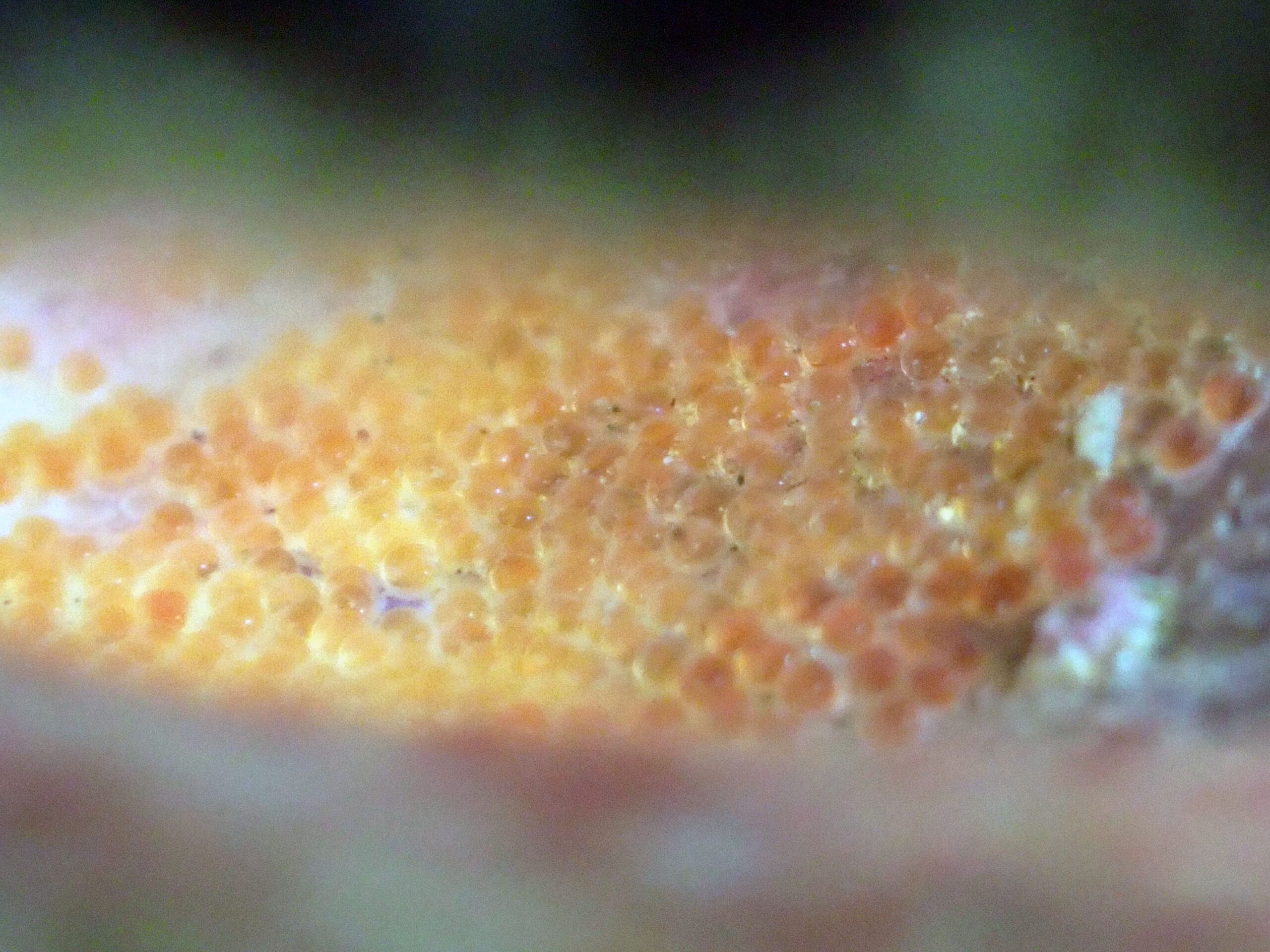 4度目のニジギンポの卵を確認