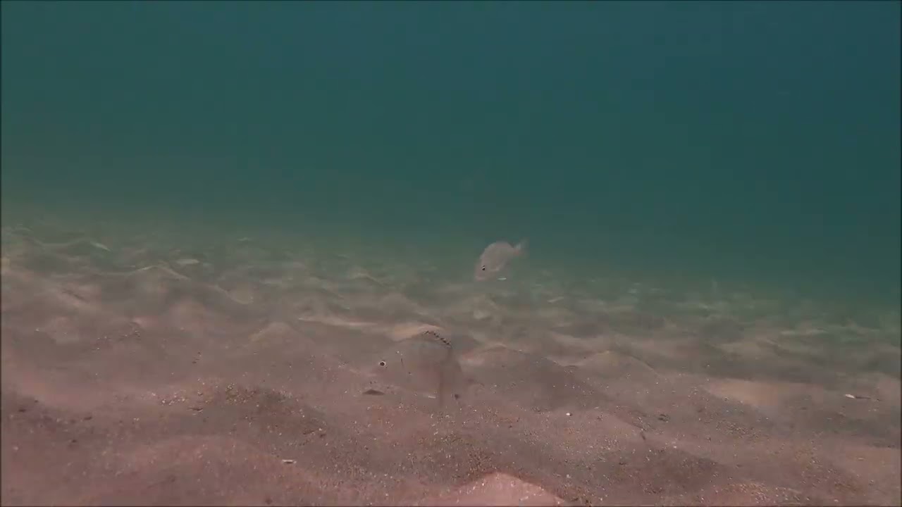 浅い所でも見ることができる「クロダイの子供」