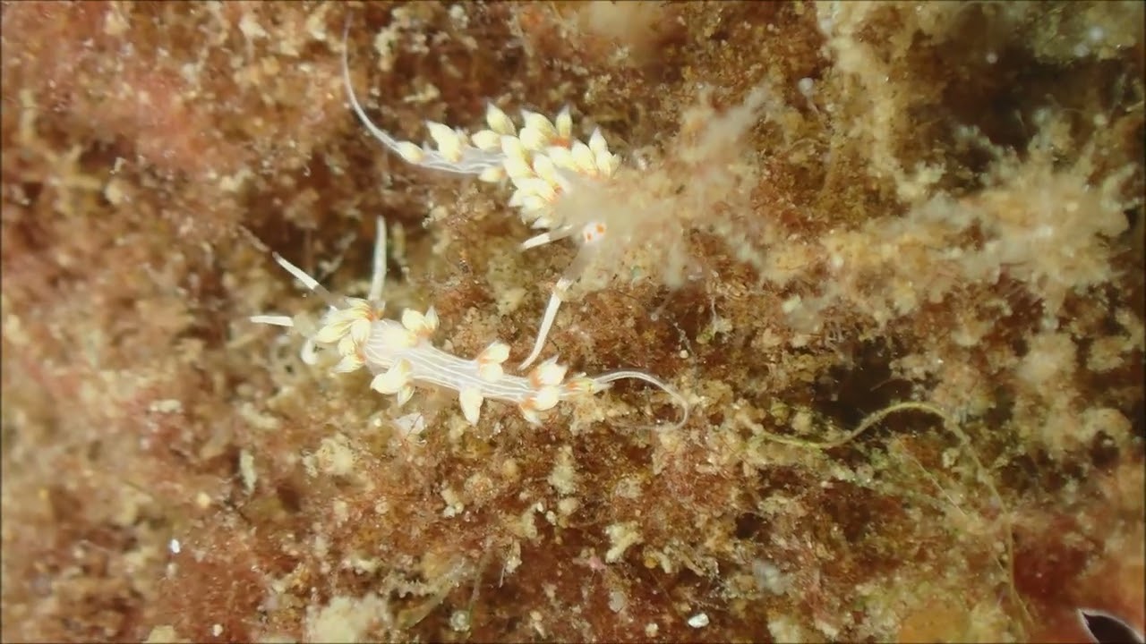 ハクセンミノウミウシは、動いてくれるので動画で撮影。