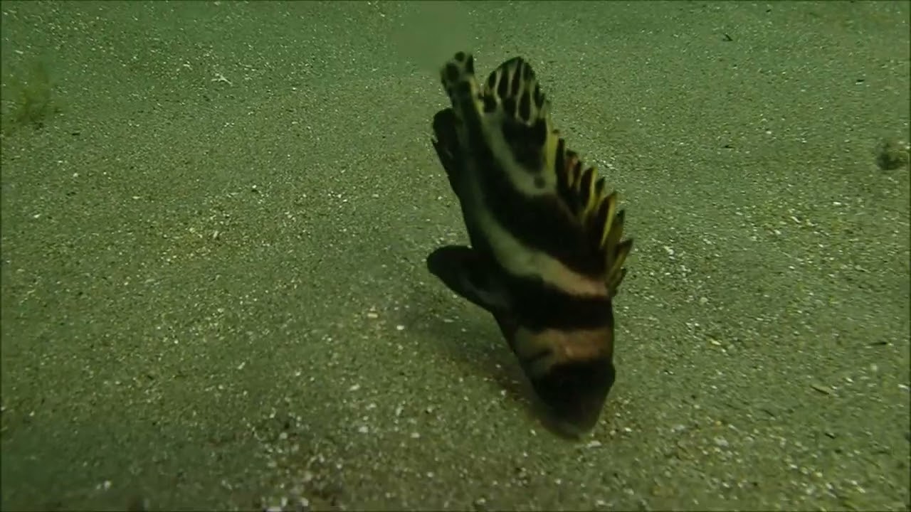 コショウダイの幼魚を浅瀬で発見