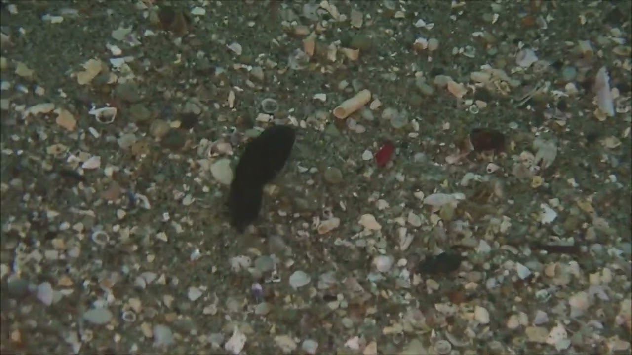 今年はオオクチイシナギの当たり年であるが10月に幼魚が確認とは