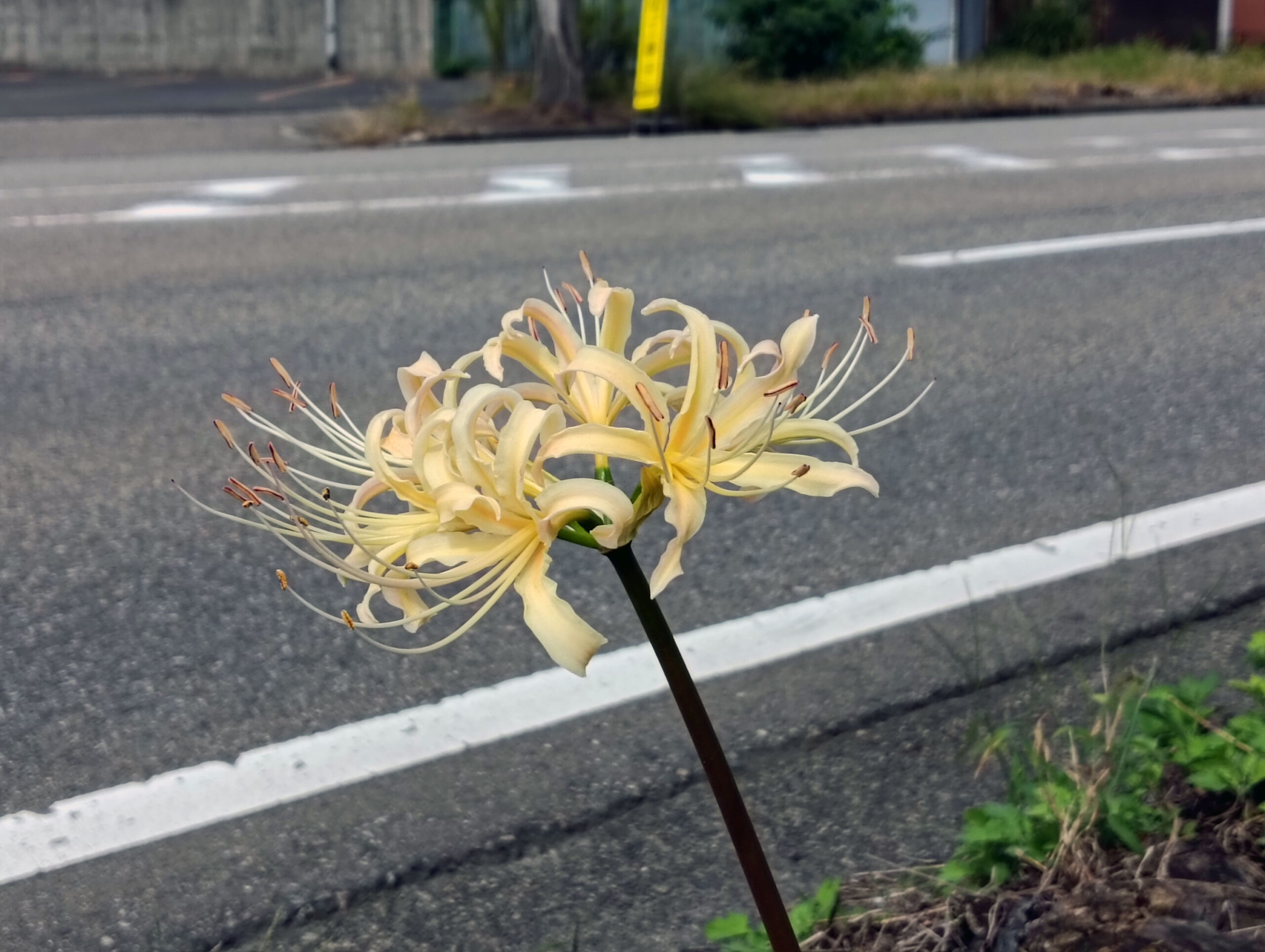 近所を走ってみた　ネタその４