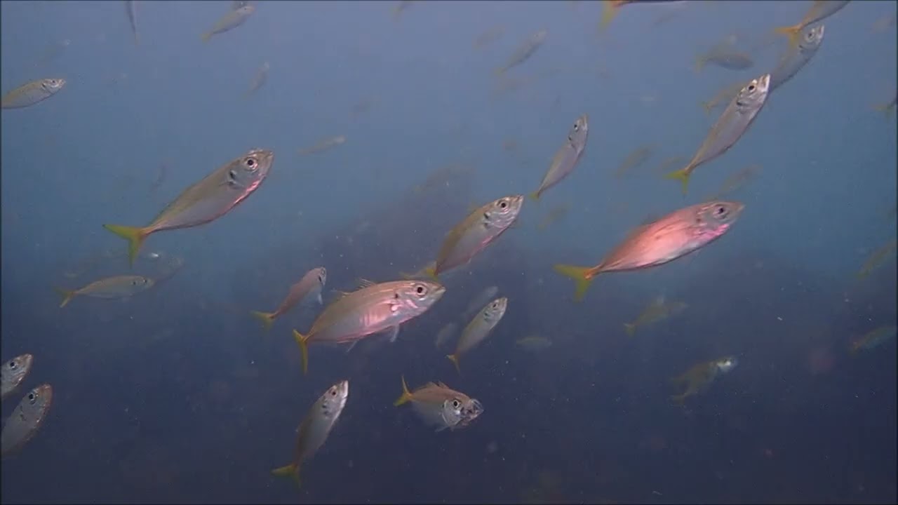 ブリの子供（約40センチ）が味を追いかけて右往左往（魚往左往）