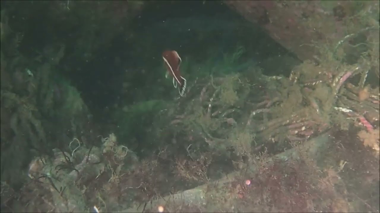 コブダイの成長過程を観察してみよう
