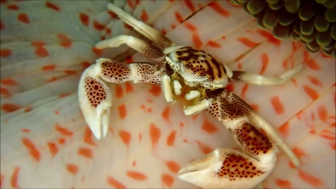 フィリピンツアー　動画その2