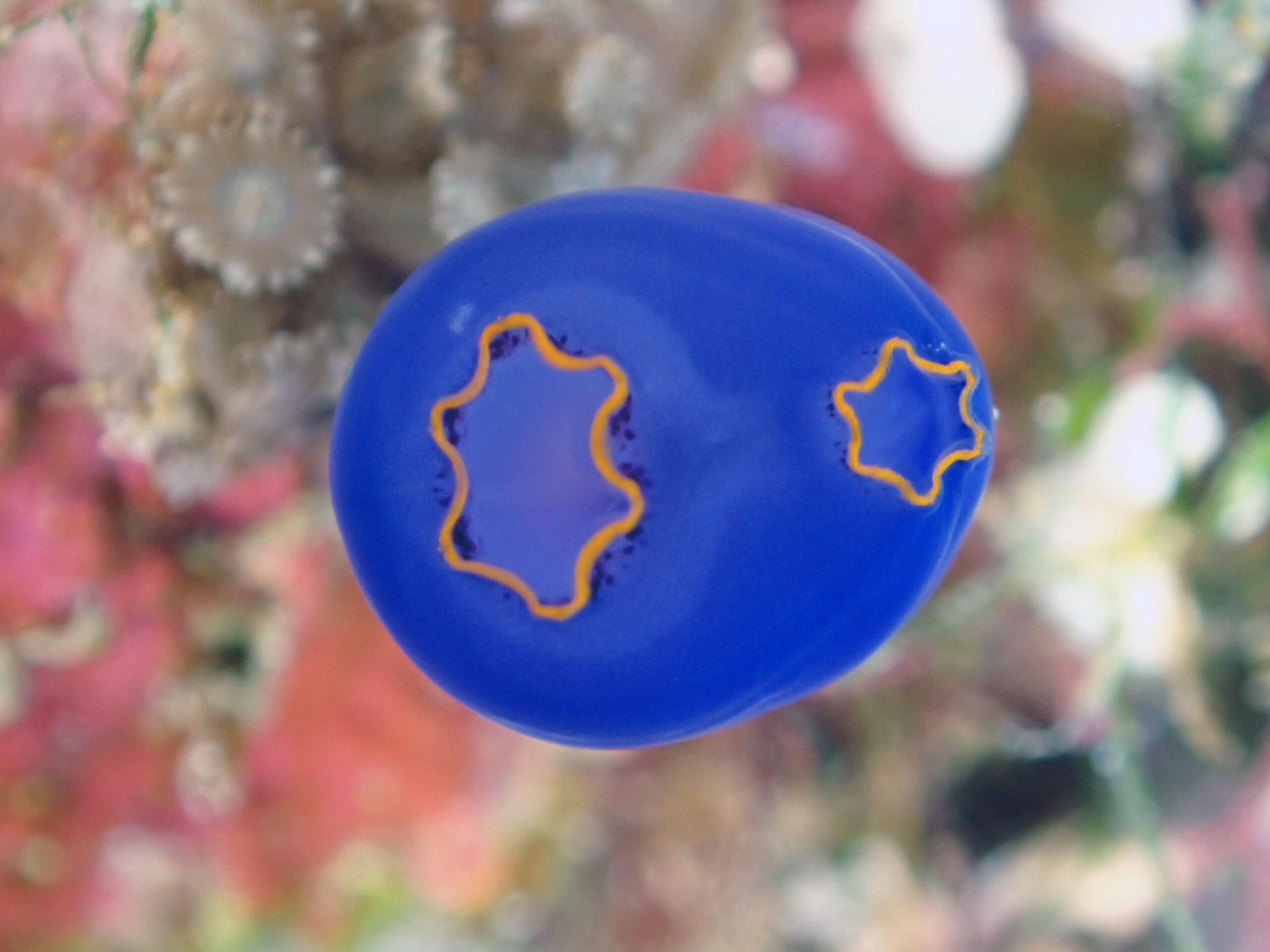 フィリピンボホールツアーの思い出　ホヤ編