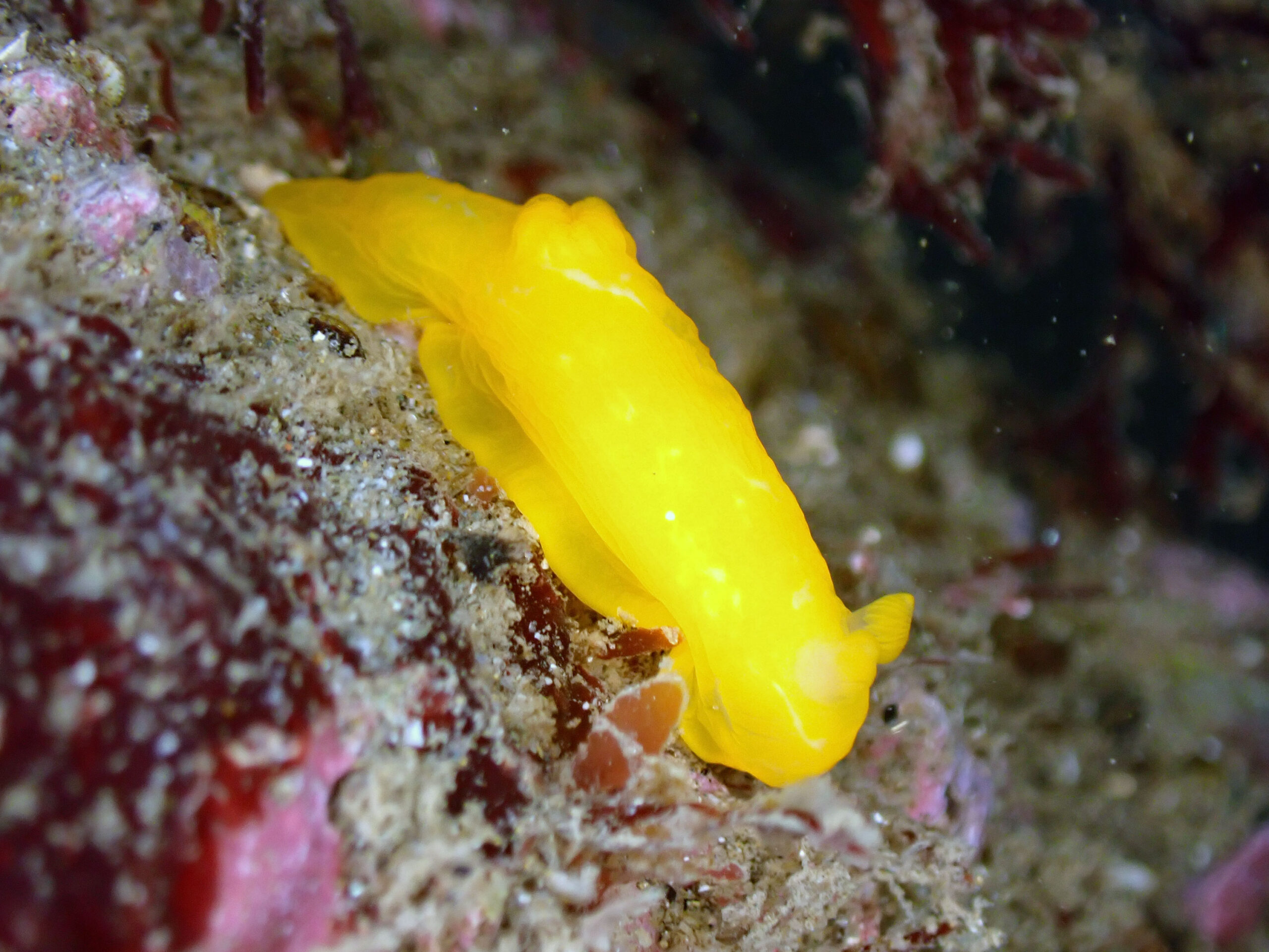 ドライスーツ講習　あまり写真は撮らない状況。今日の伏木国分のウミウシたち