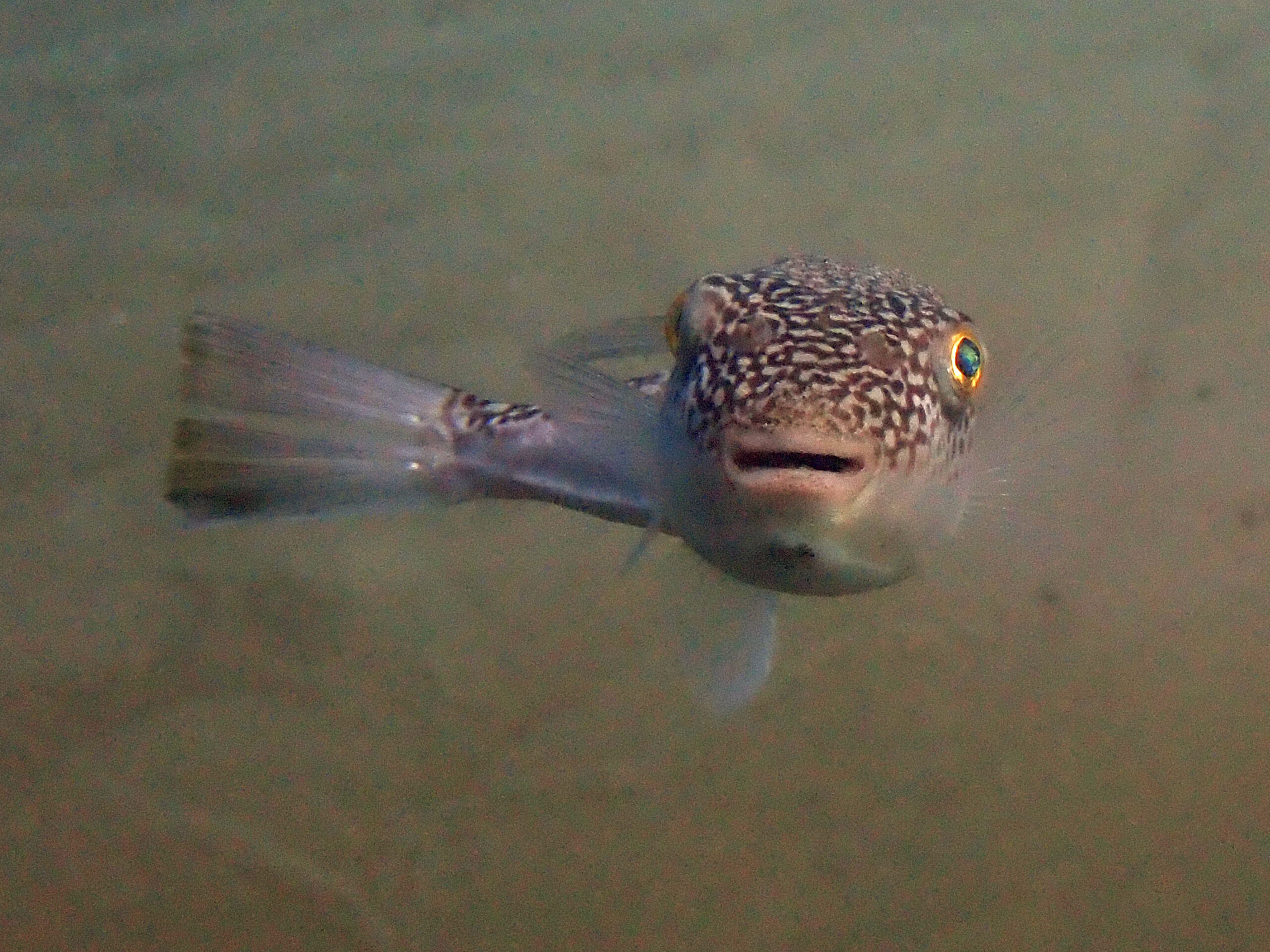 こんなに愛嬌のある顔をしているのに「猛毒」があるとは思えない。