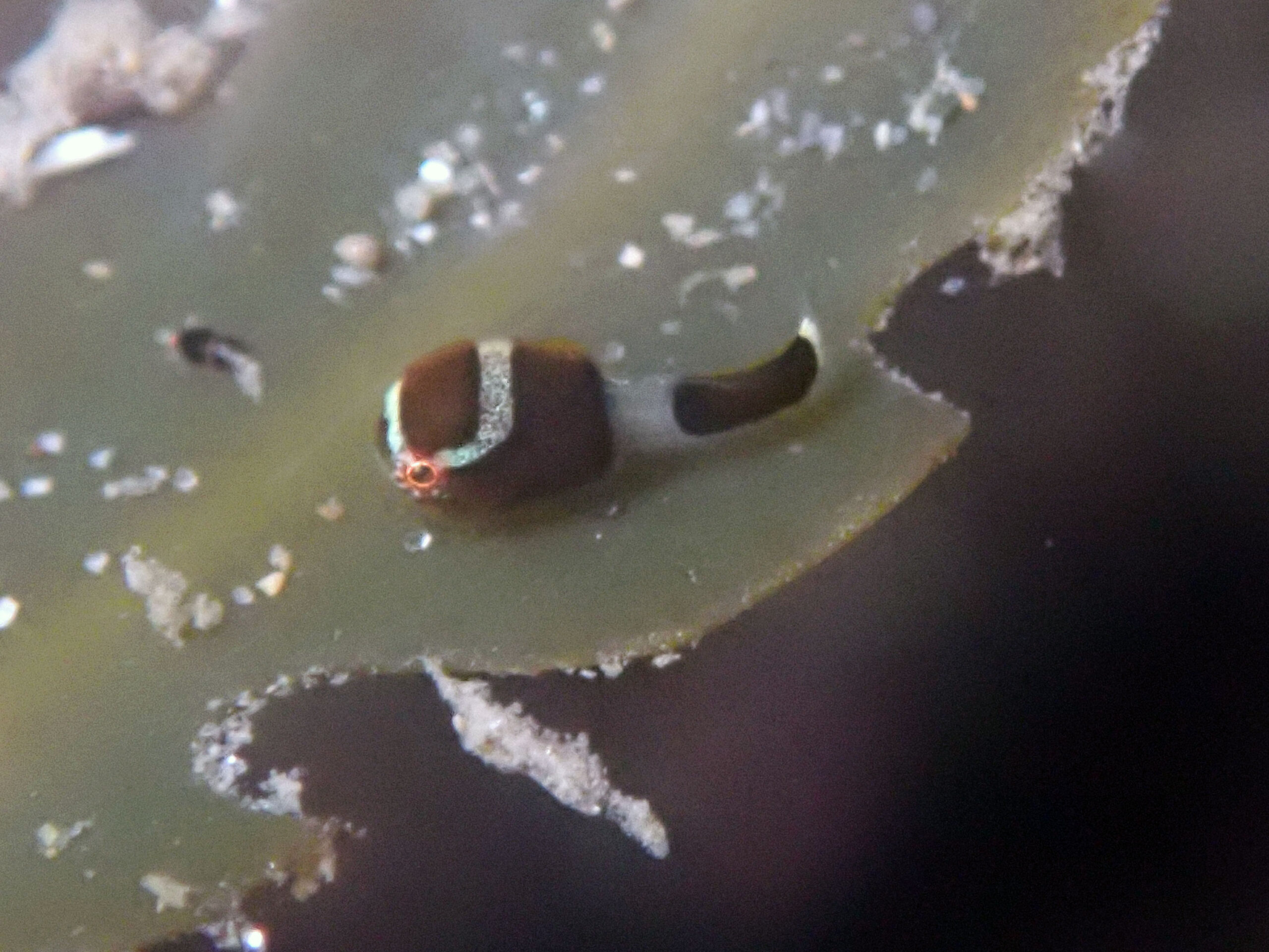 今年初「サクラダンゴウオ」