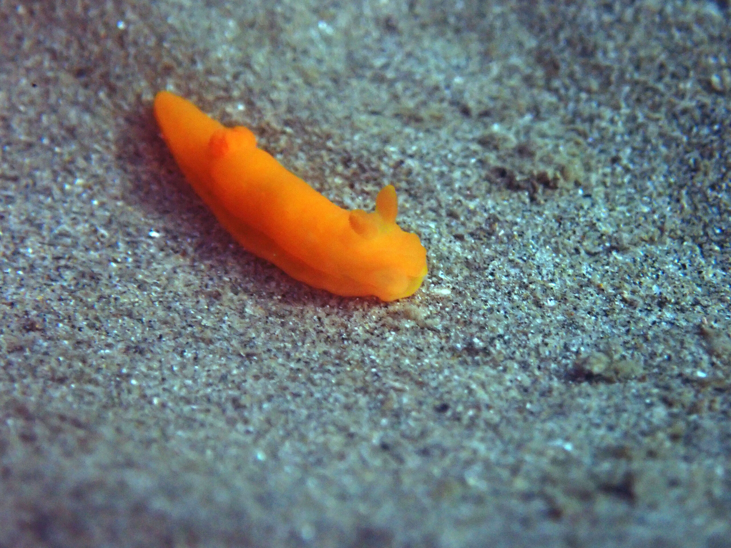 昨日の伏木国分のウミウシたち