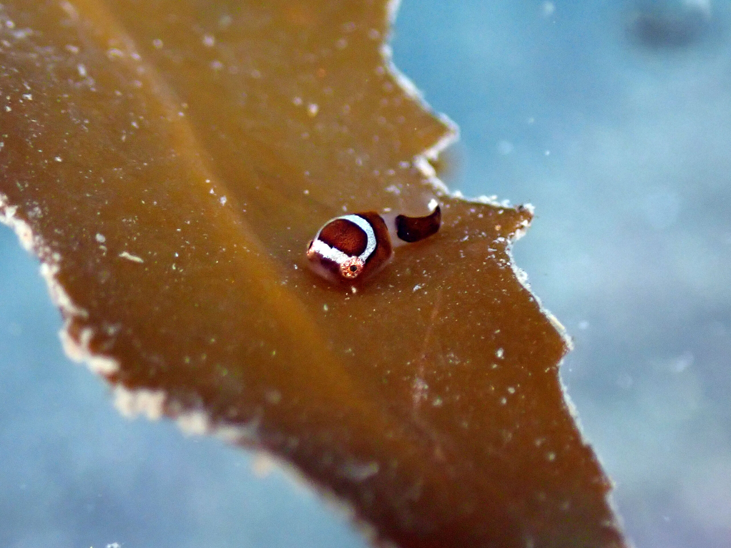 今日もサクラダンゴウオ確認